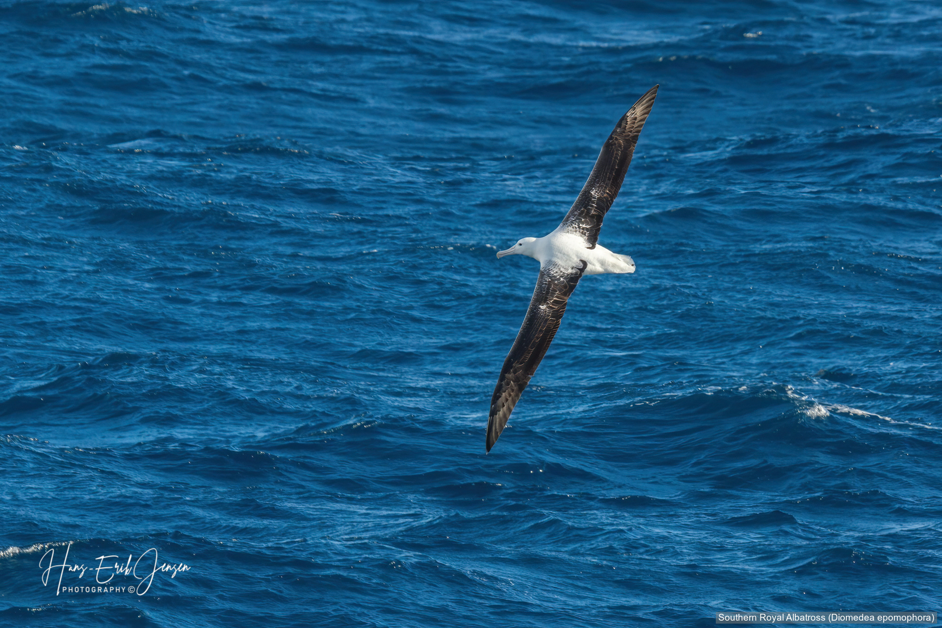 Albatross 4