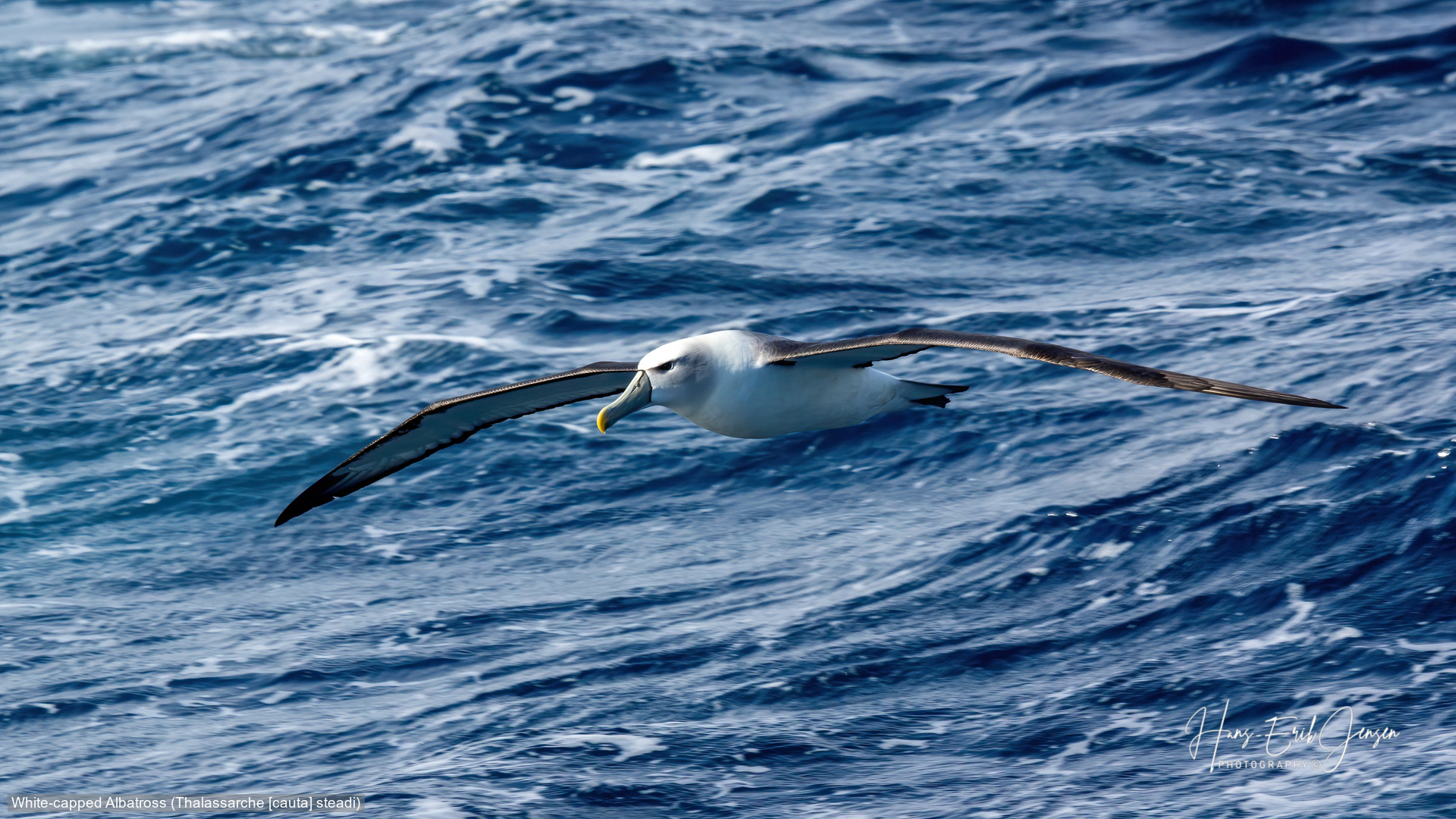 Albatross 27