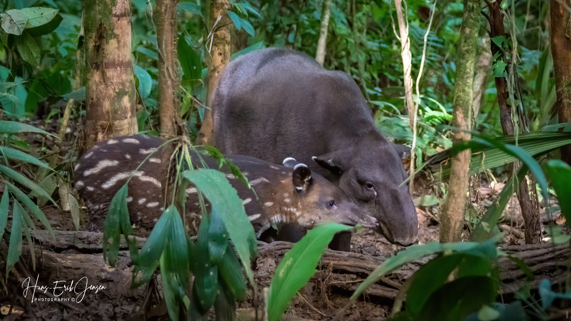 Mammal 31