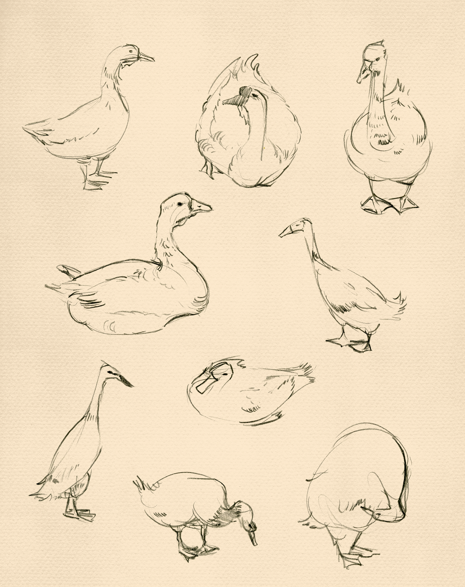Ducks and Geese