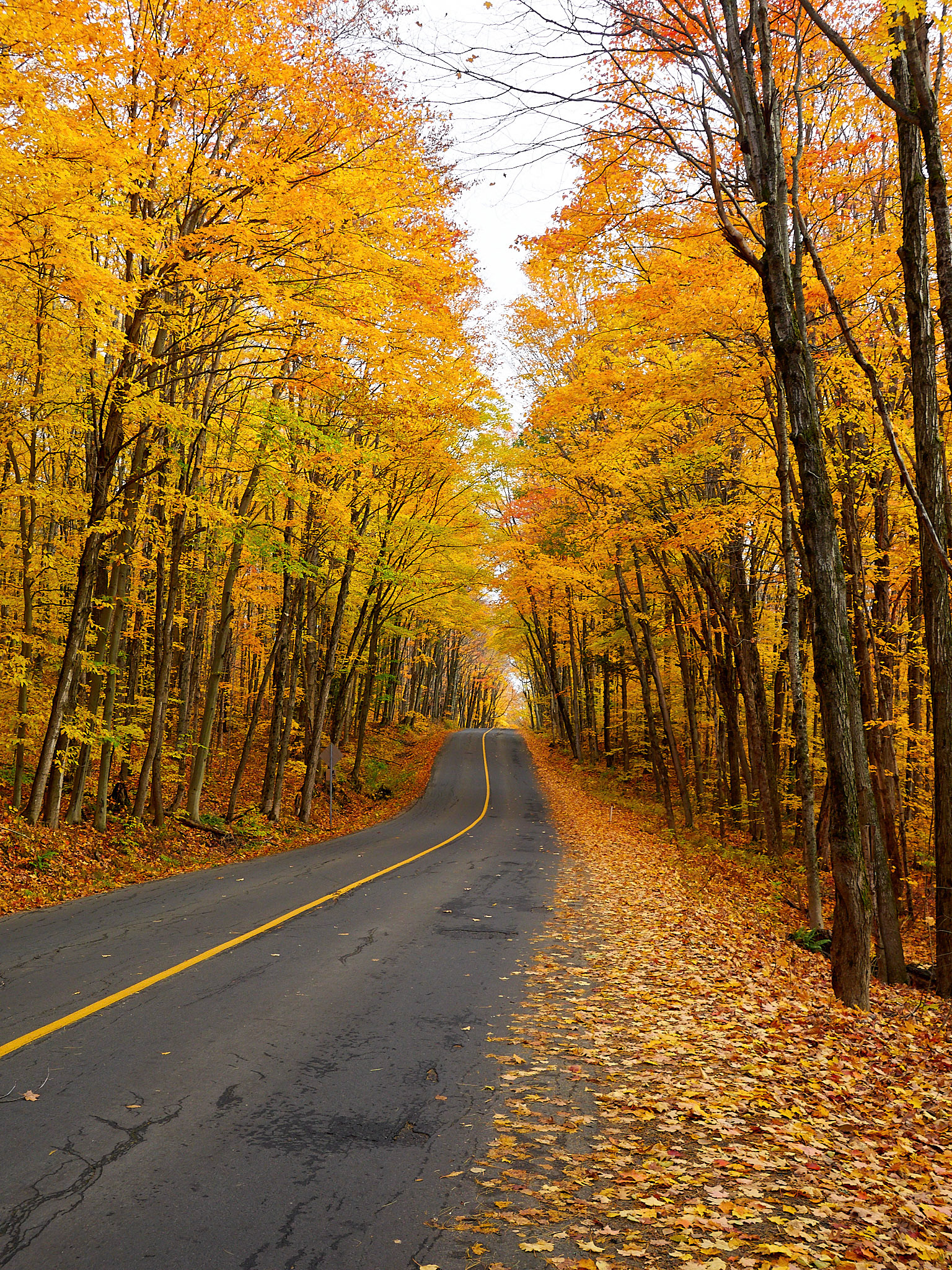 Glorious fall colour on Southwood Rd.