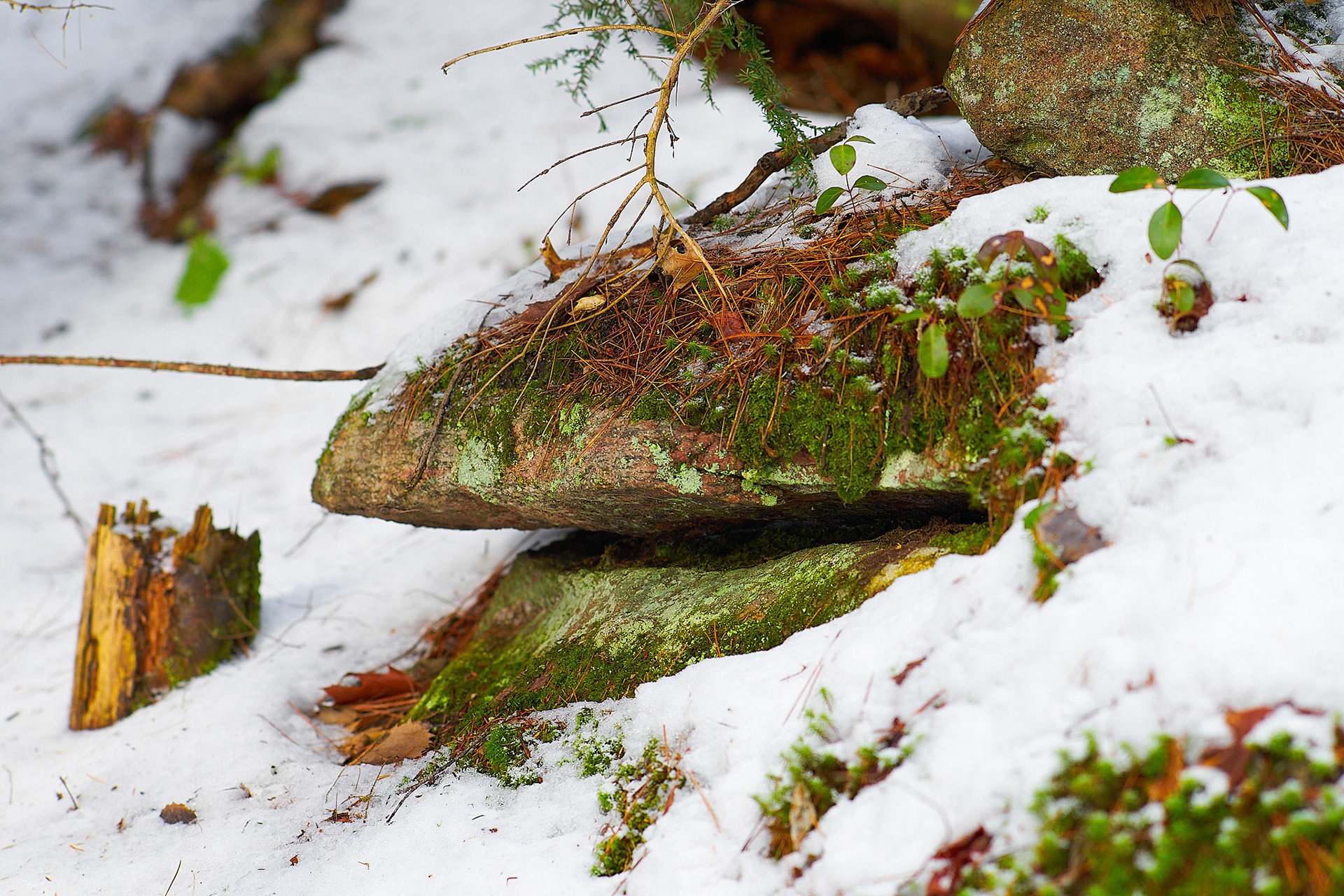Summer's greens, Autumn's reds and winter's whites in a single shot