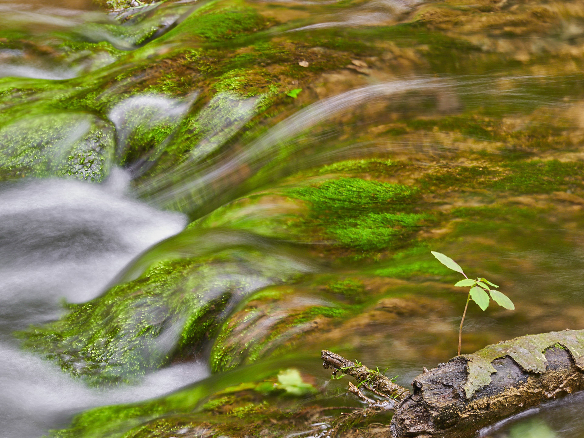 Flowing water and moss