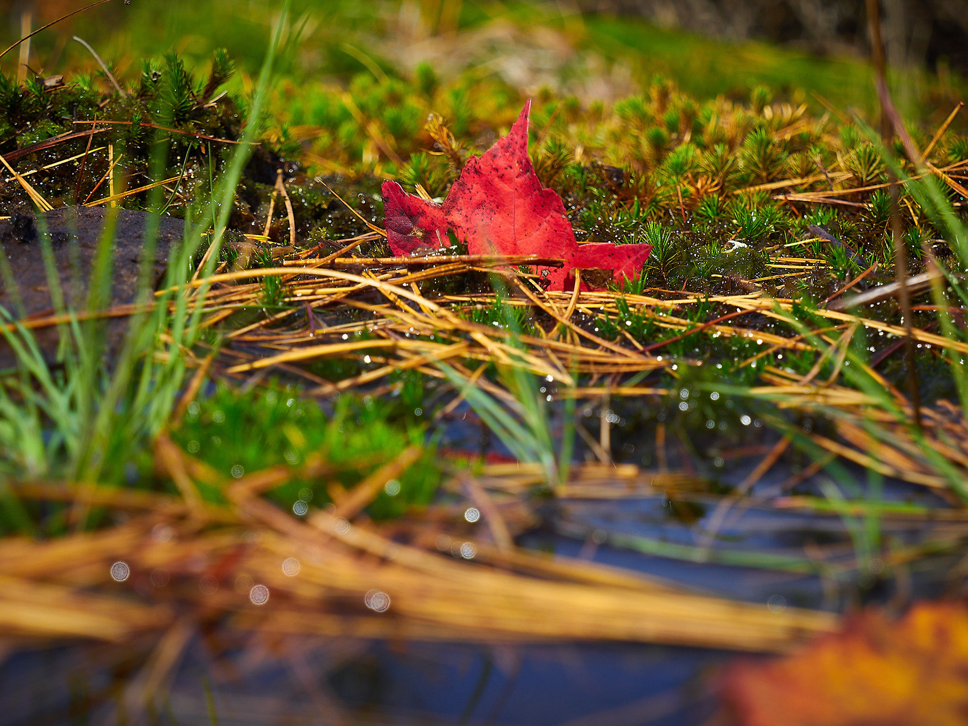 Caught in some soggy moss