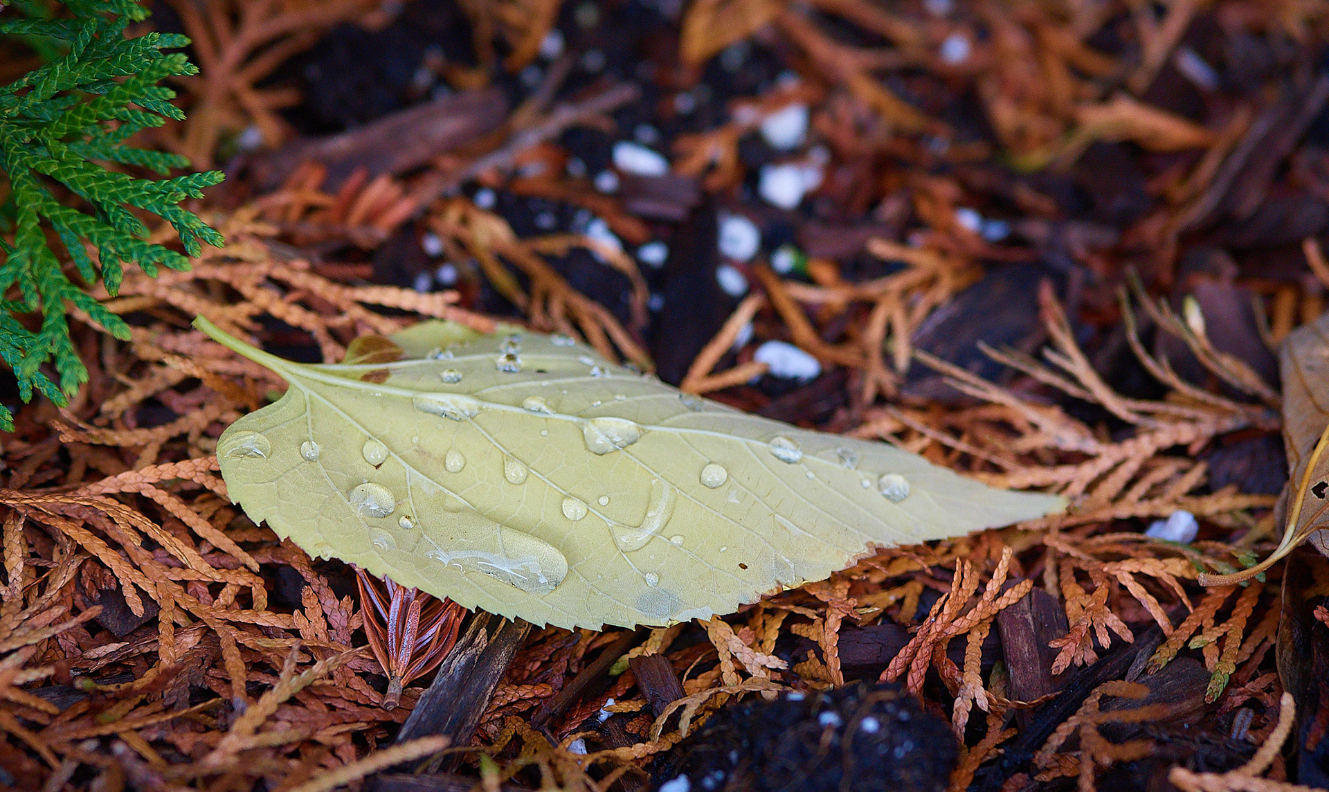 The back of a leaf, with water