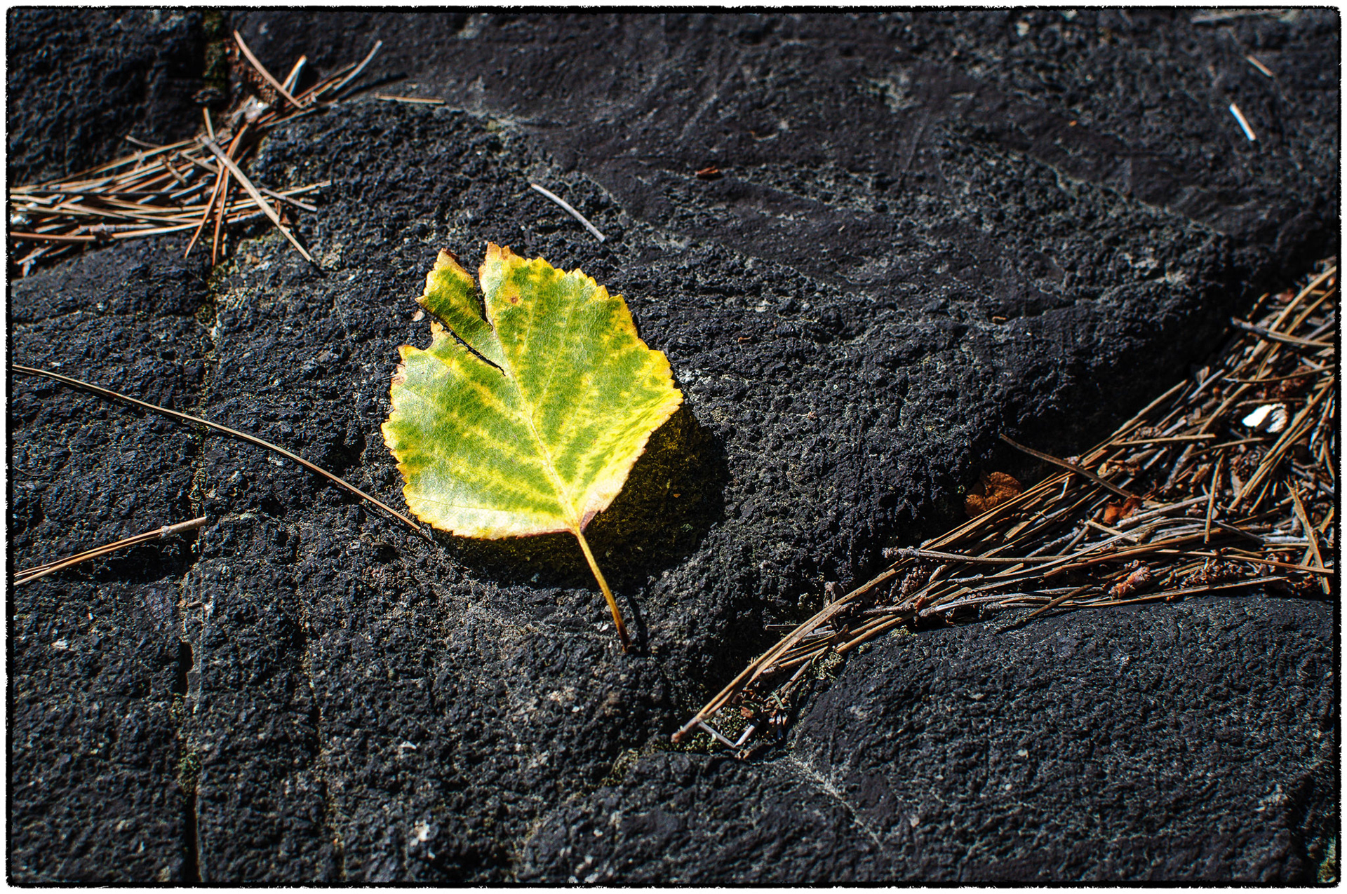 On the Canadian Shield