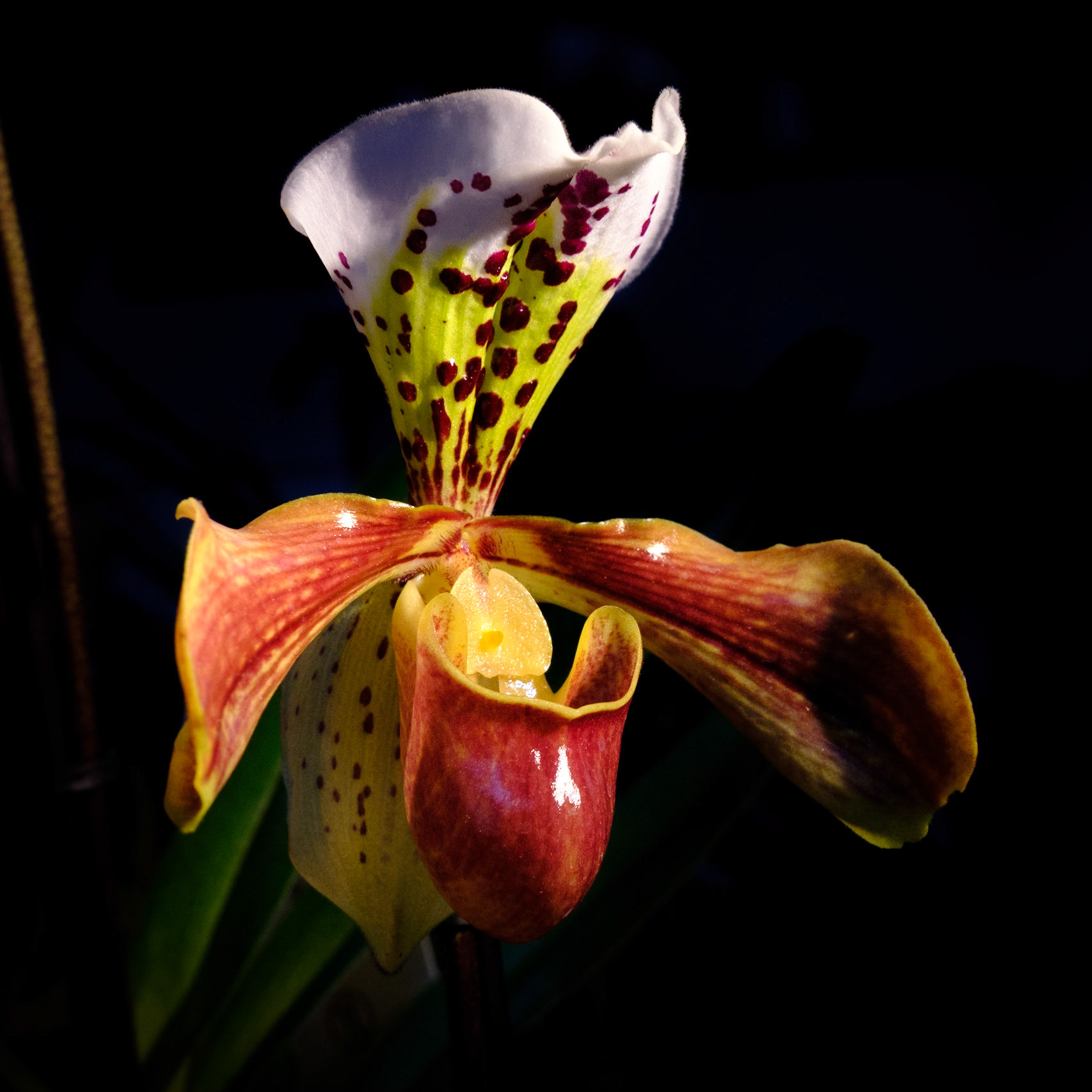 Chiaroscura