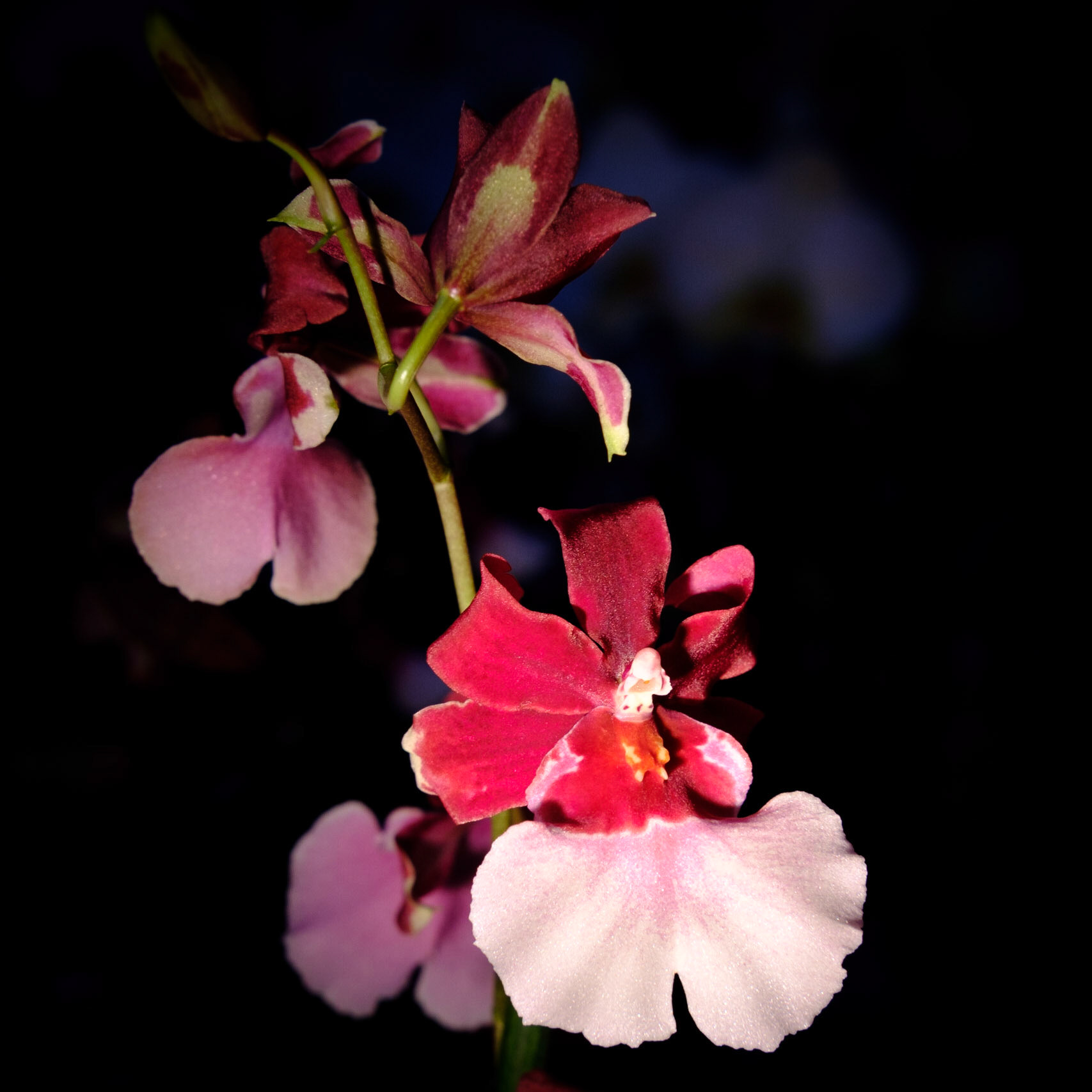Chiaroscura