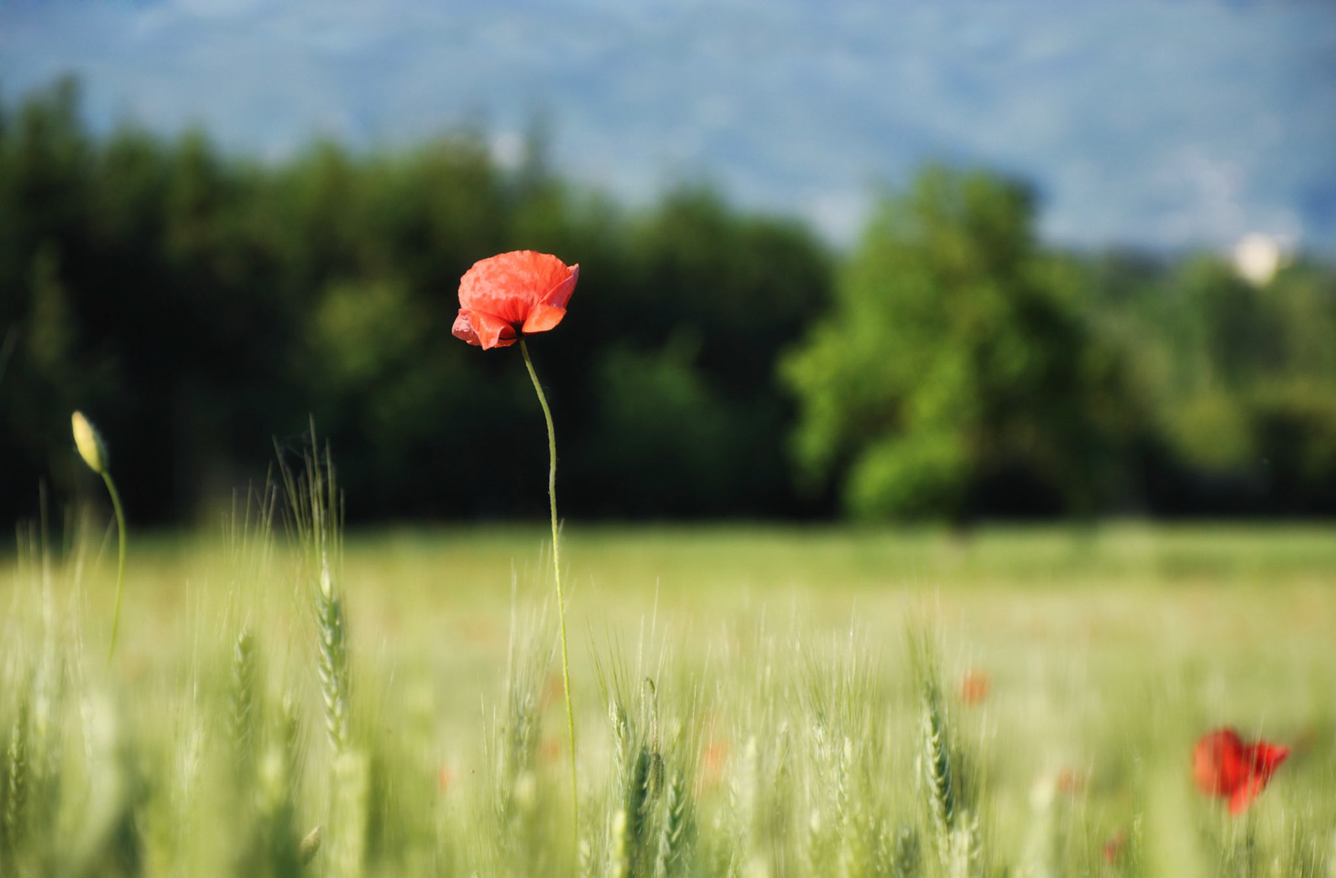 Poppy