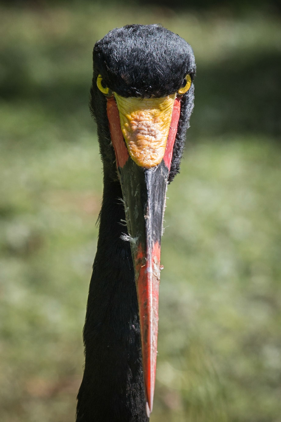 Zadelbekooievaar