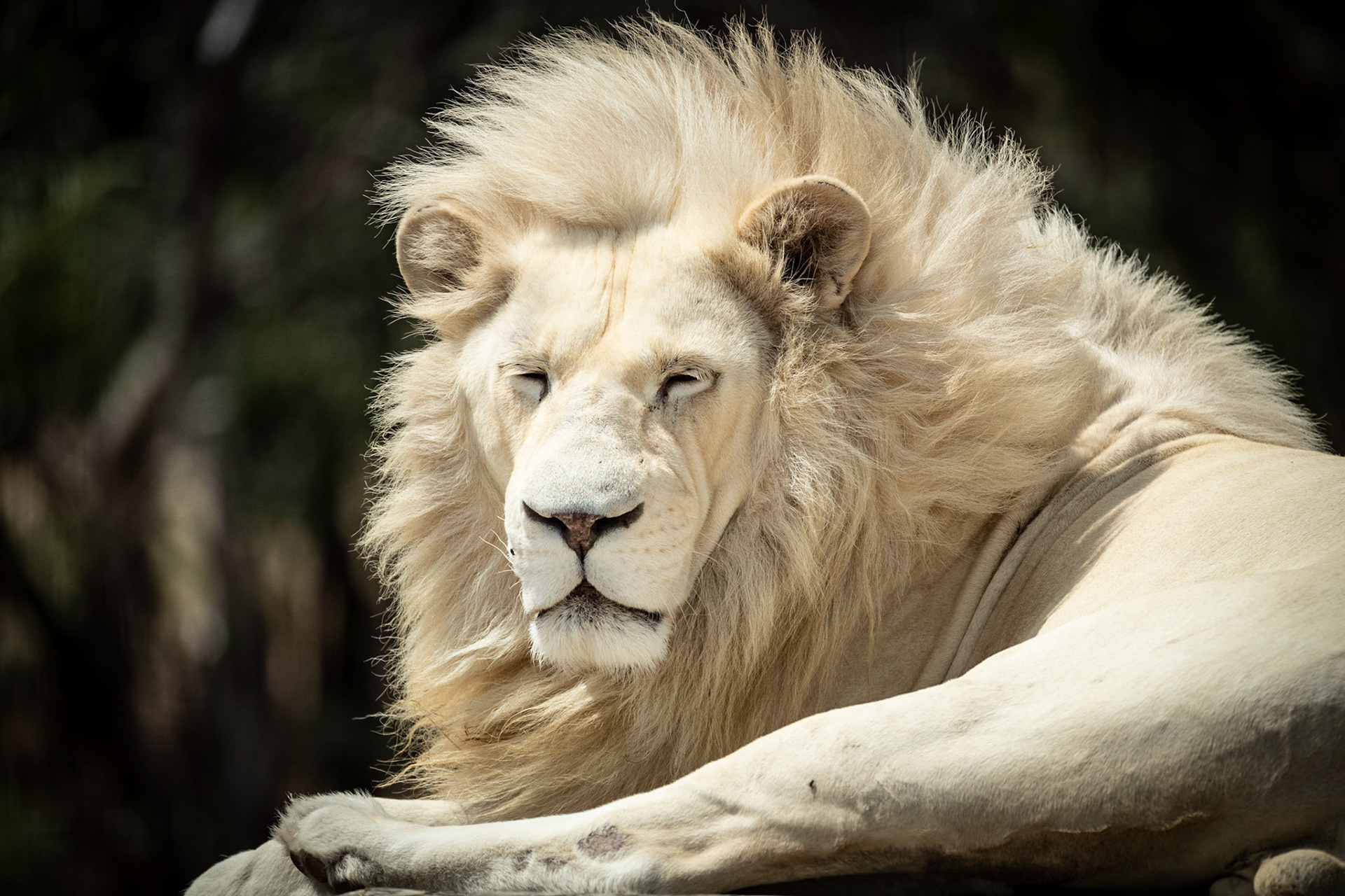 White Lion
