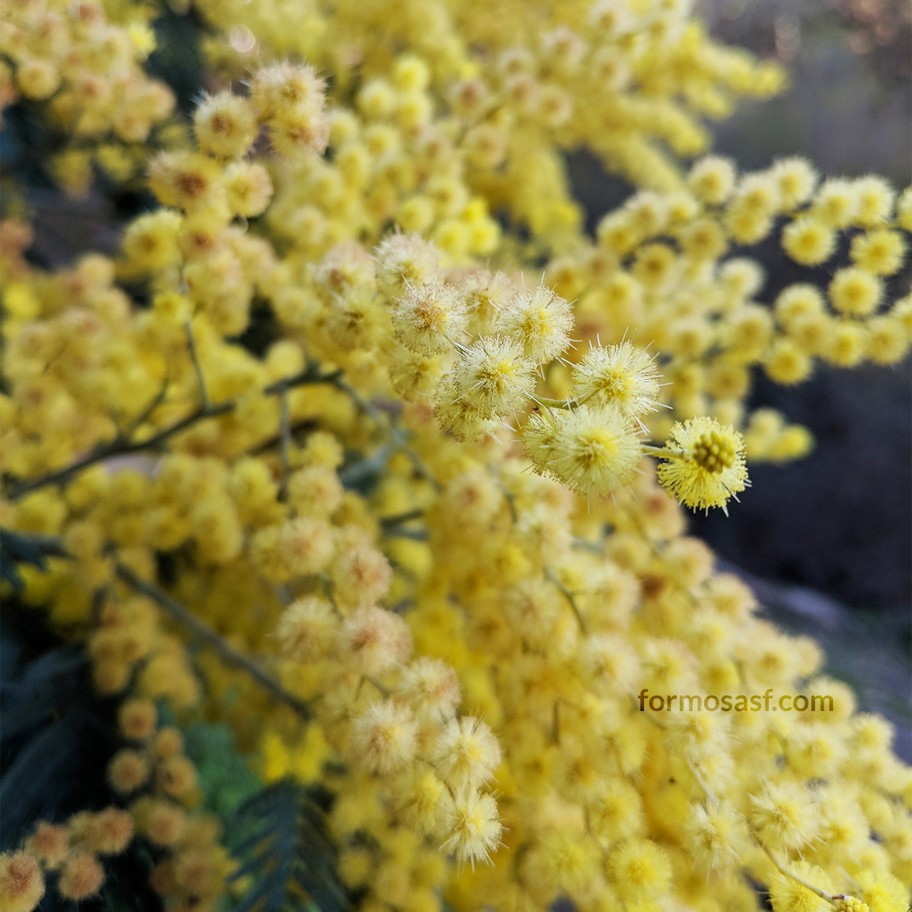Bailey Acacia (Acacia baileyana) Glen Canyon Park, San Francisco, California