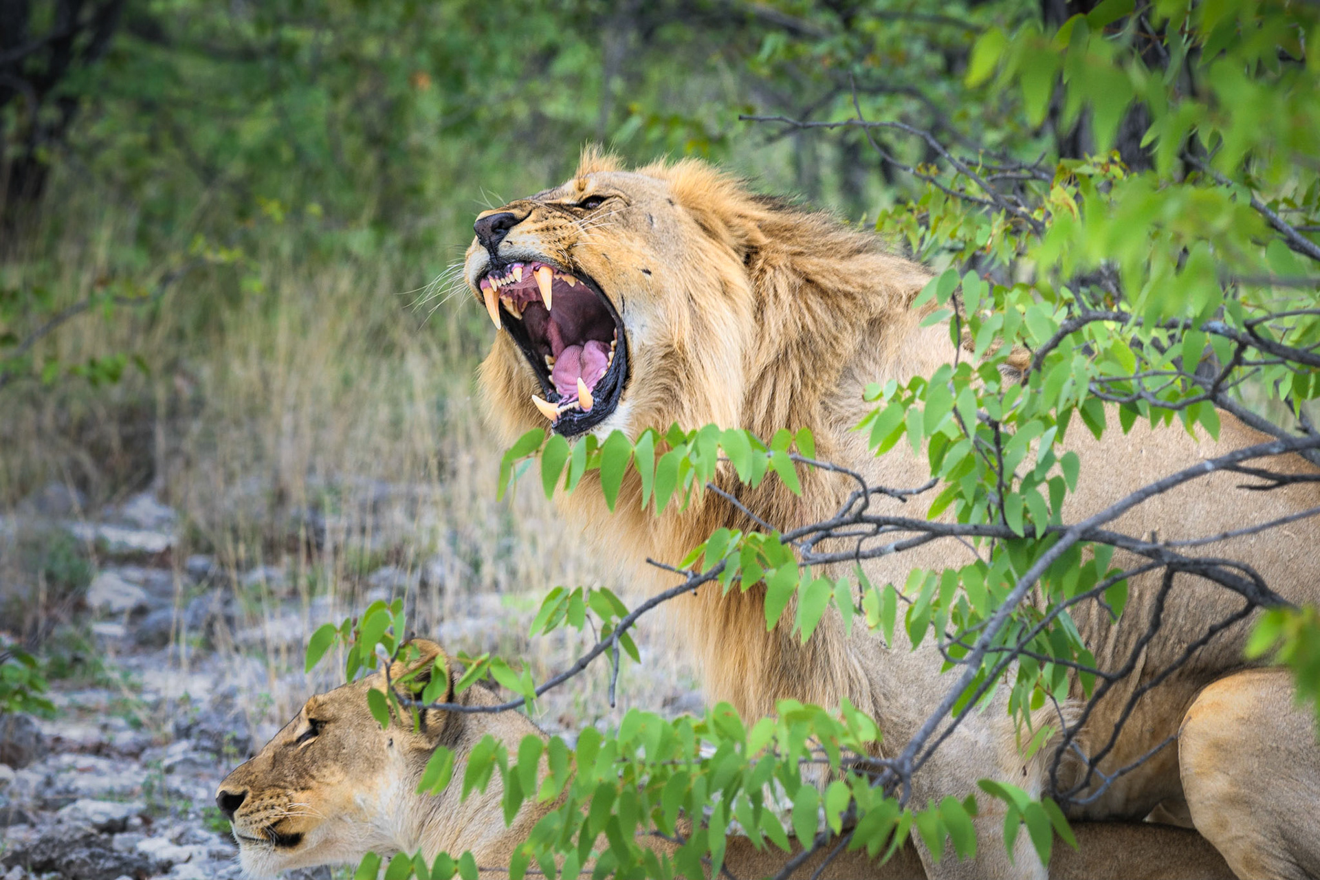 Panthera leo, lions mating