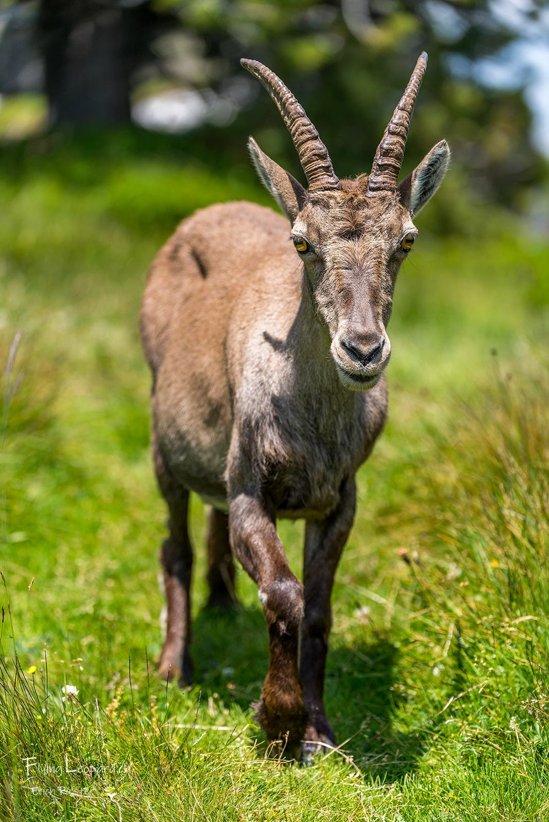 Alpensteinbock (Capra ibex - Alpine ibex)