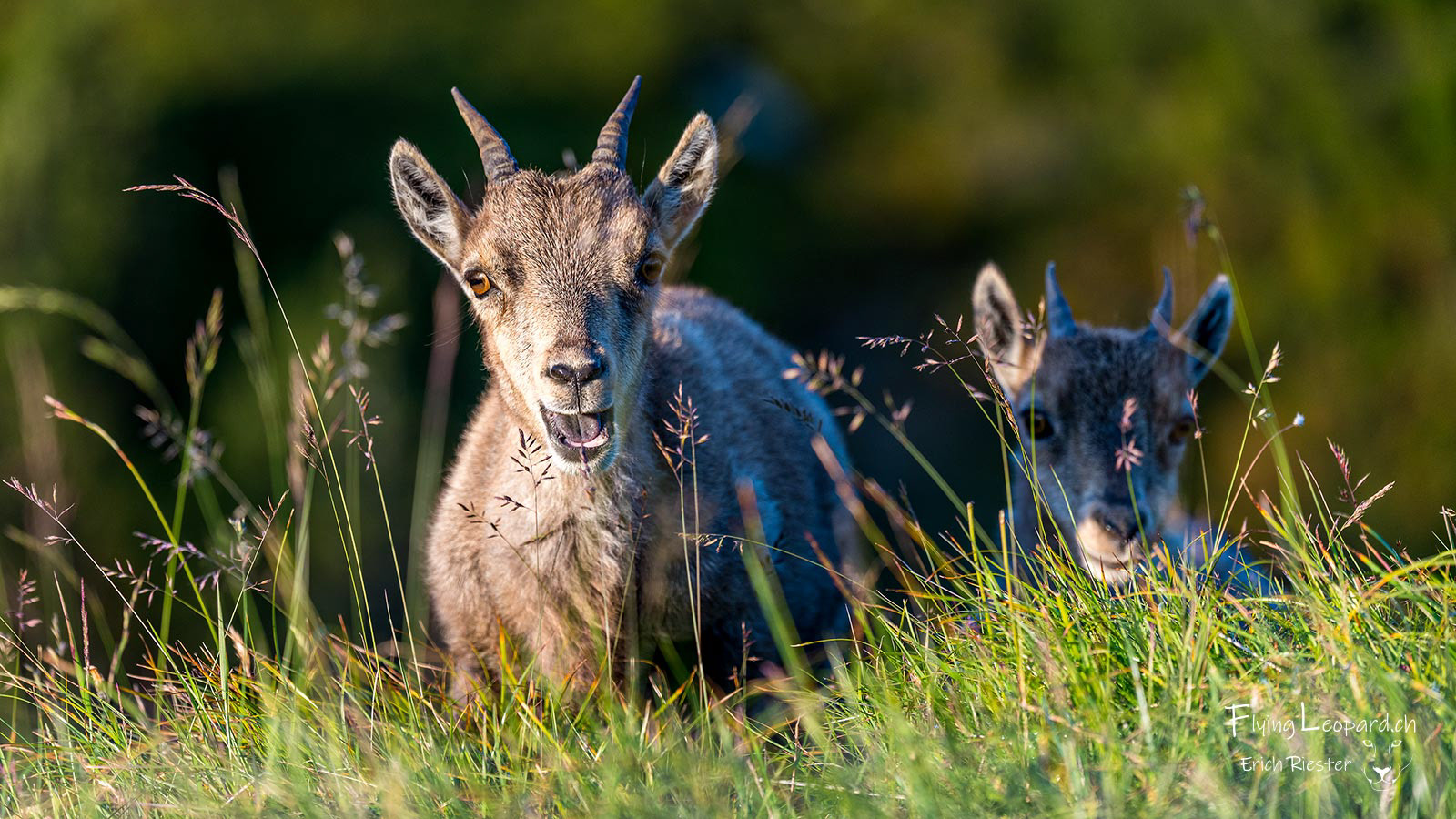 Alpensteinbock (Capra ibex - Alpine ibex)