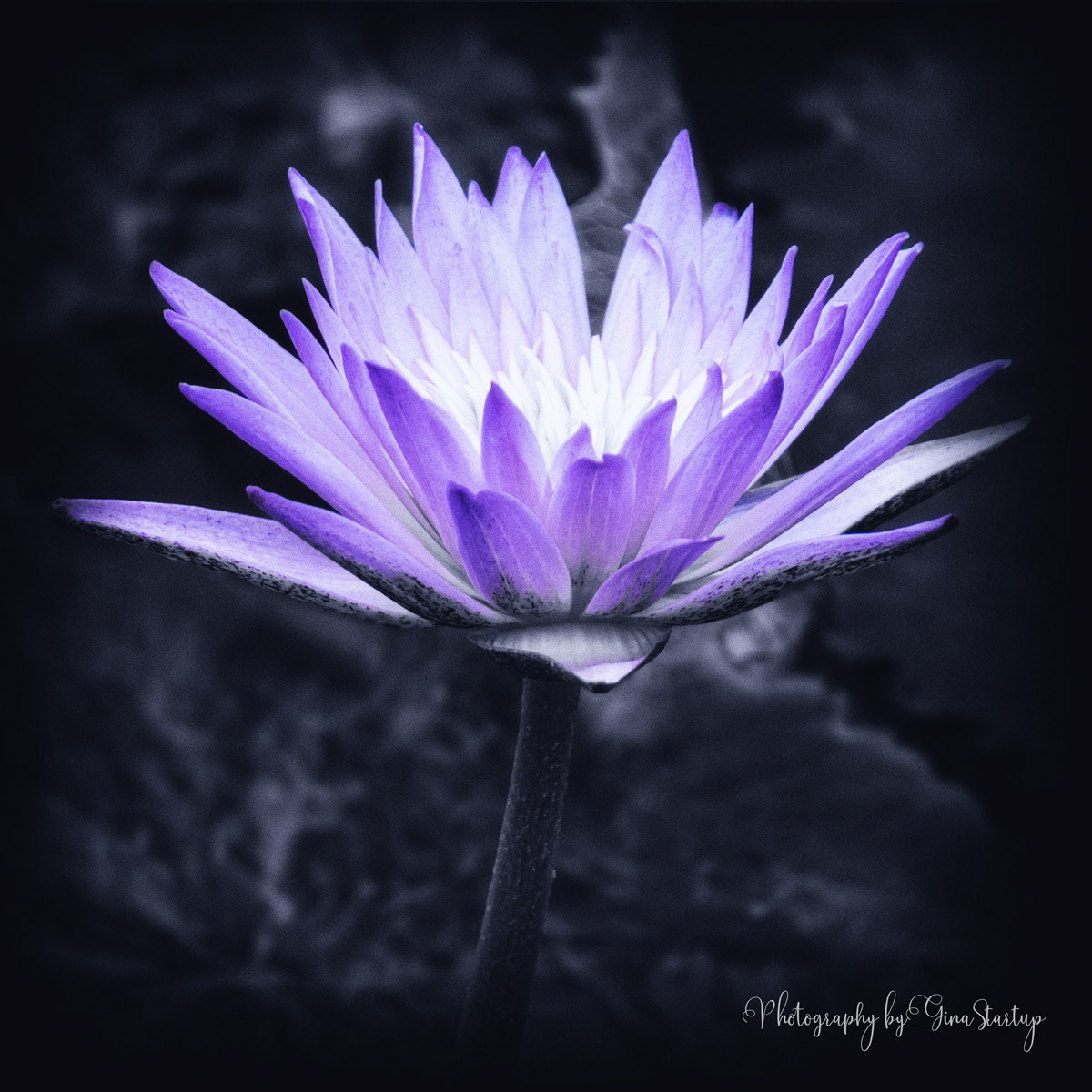 Photography by Gina Startup