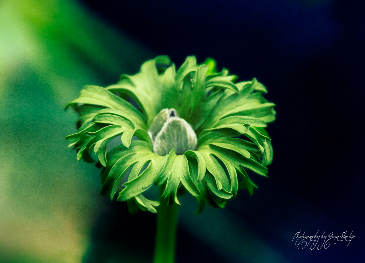 Photography by Gina Startup