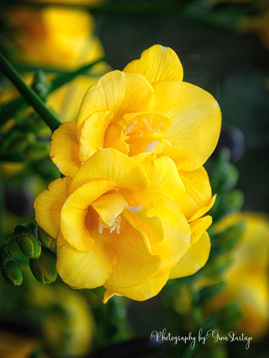 A Little Sunshine by Gina Startup
