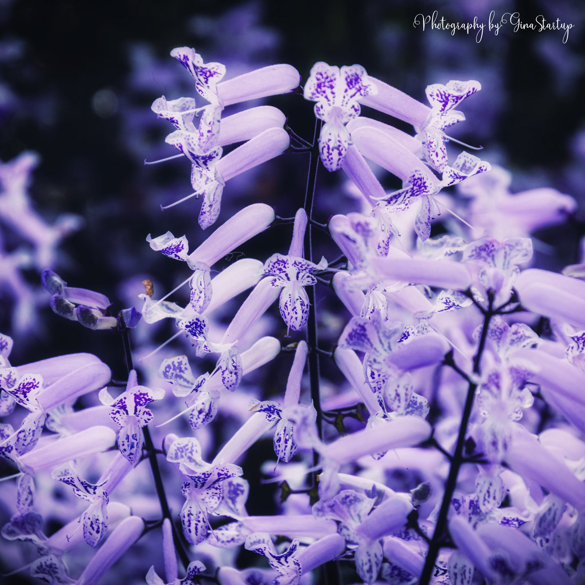Purple Flowers by Gina Startup