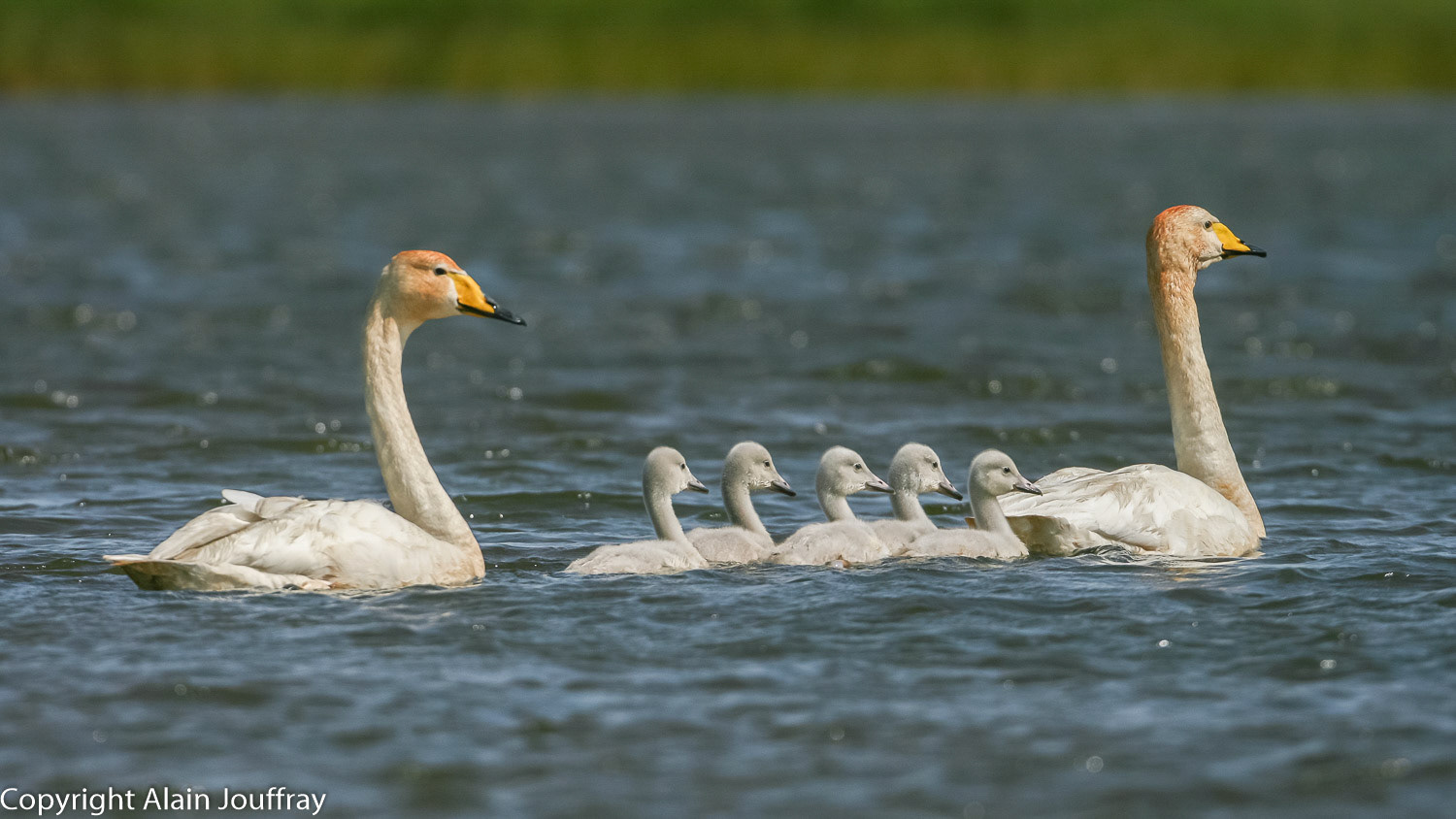 Cygne chanteur