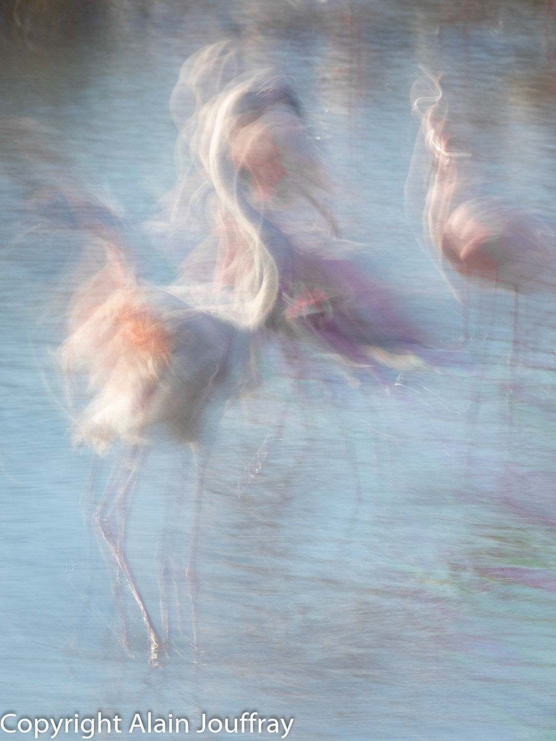 Flamant rose