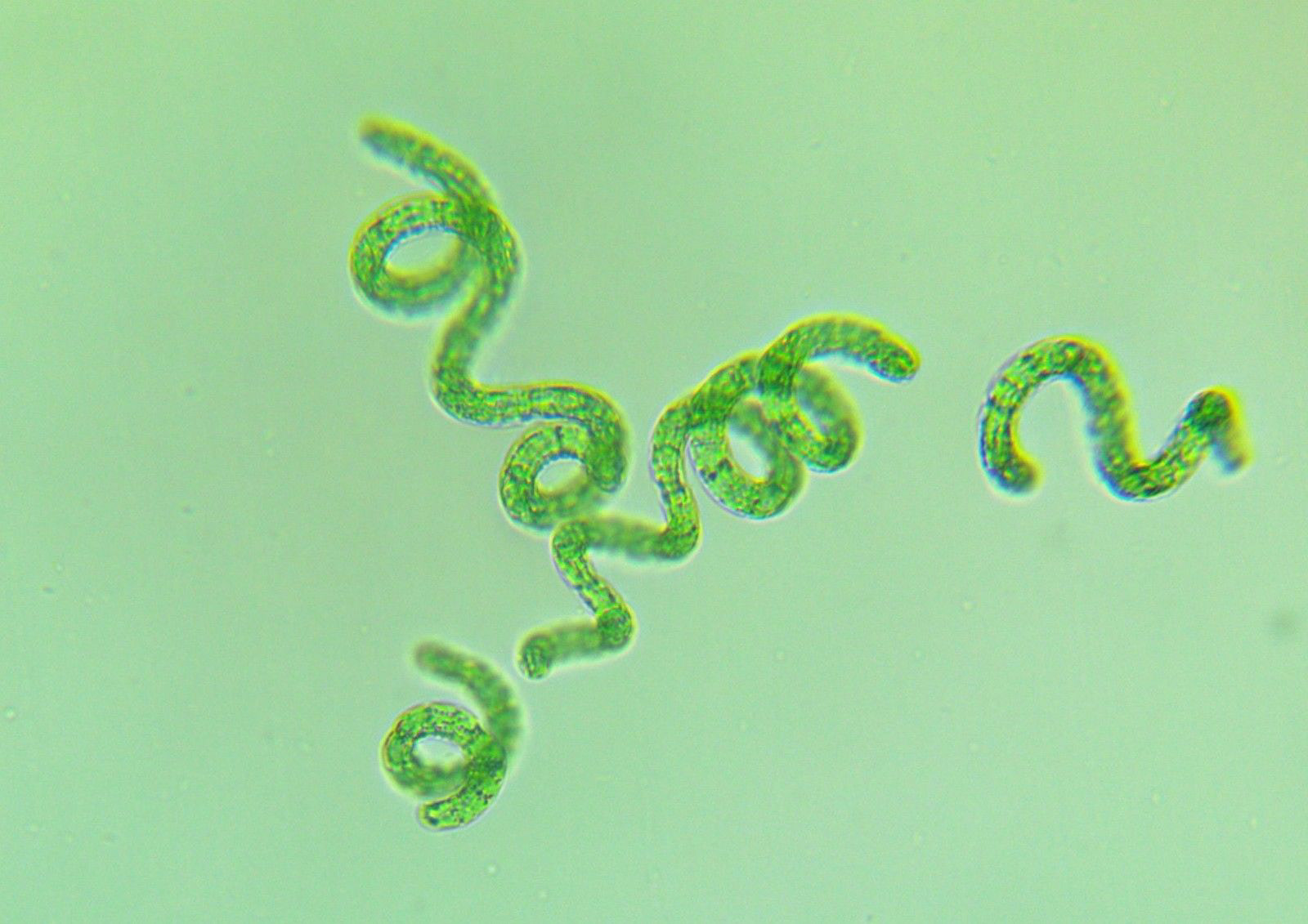 Водоросли белок. Spirulina водоросль. Спирулина цианобактерия. Спирулина (Spirulina) под микроскопом. Спирулина платенсис.