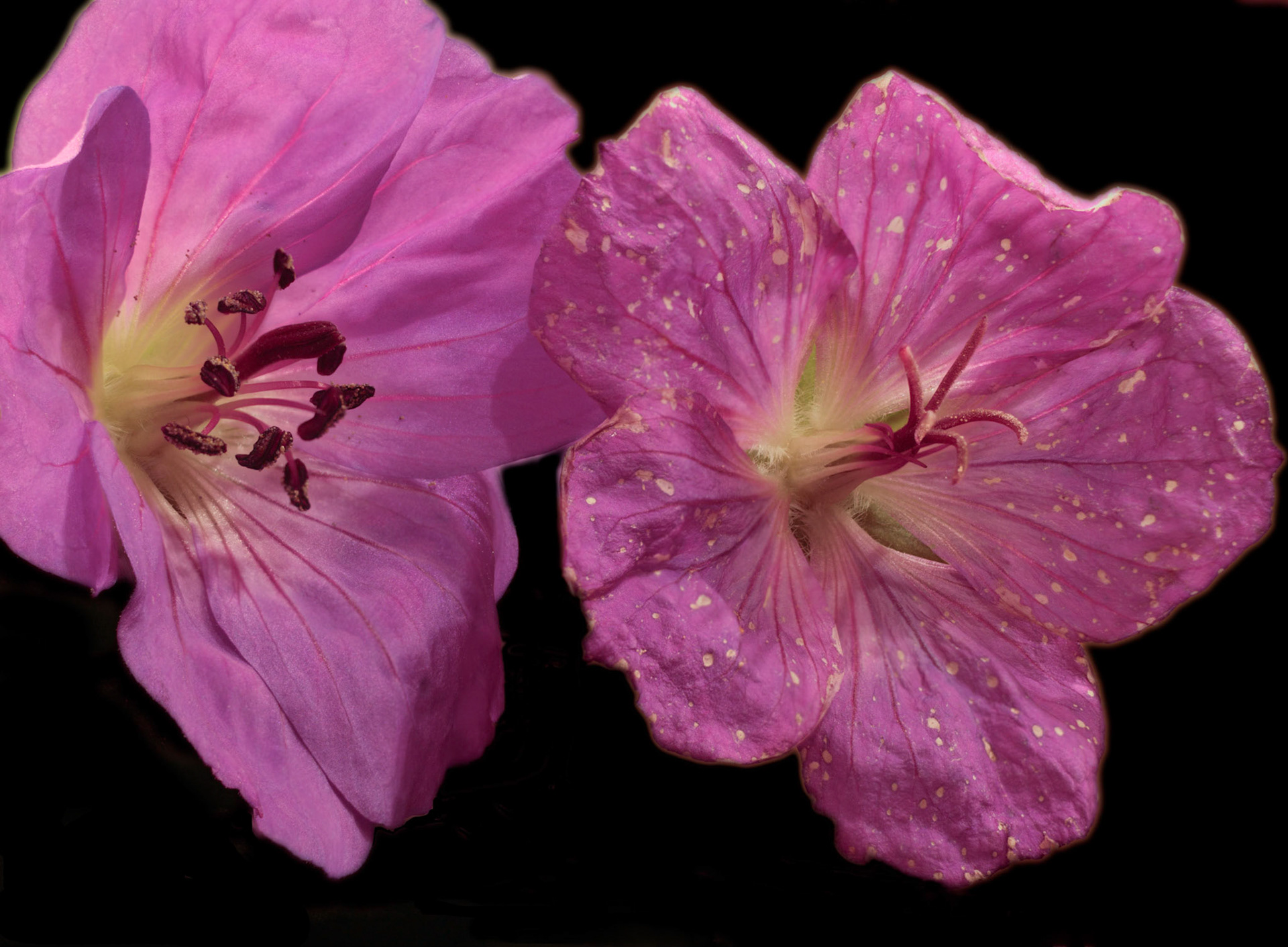 Twin Geraniums Macro