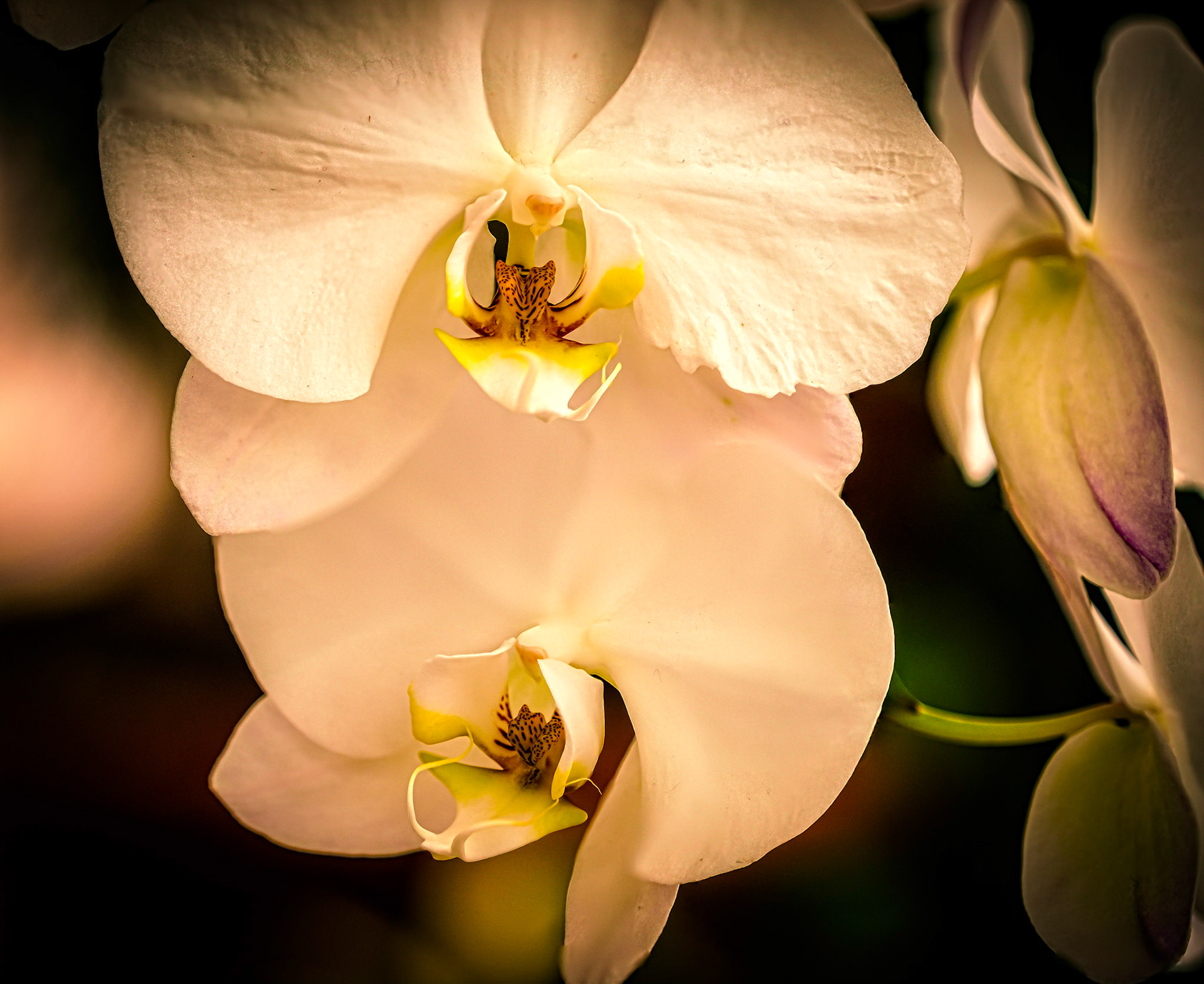 Biltmore Arboretum Macro