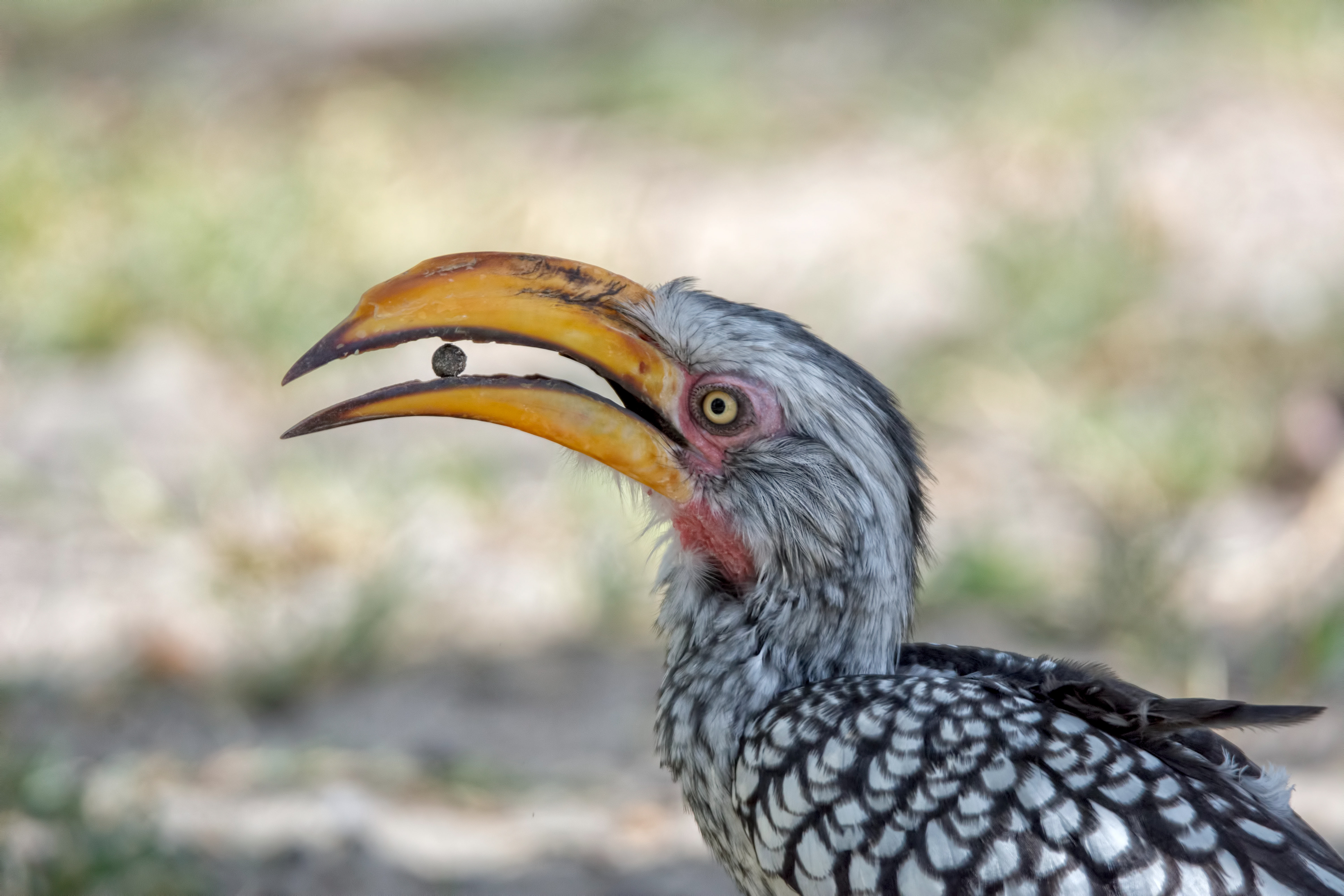 Southern yellow billed hornbill-Namibia