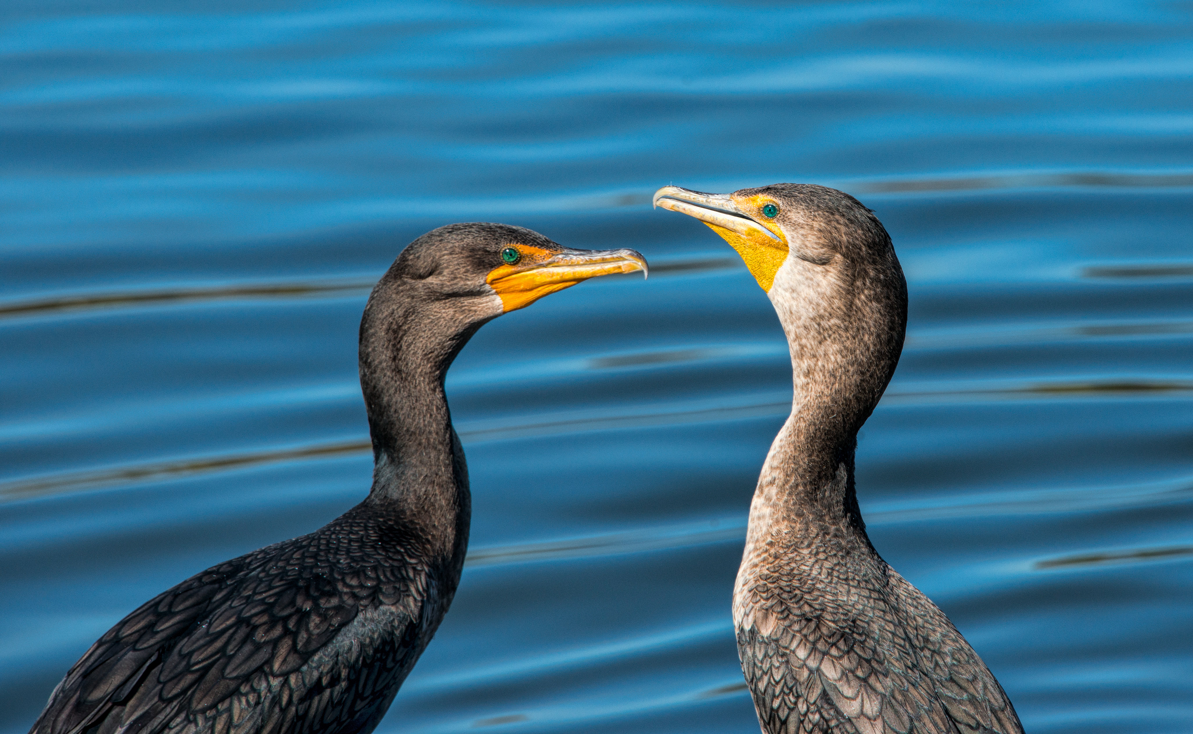Cormorants-California