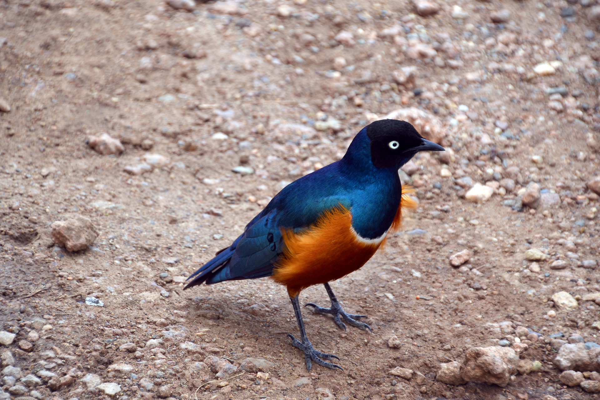 Superb starling-Tanzania