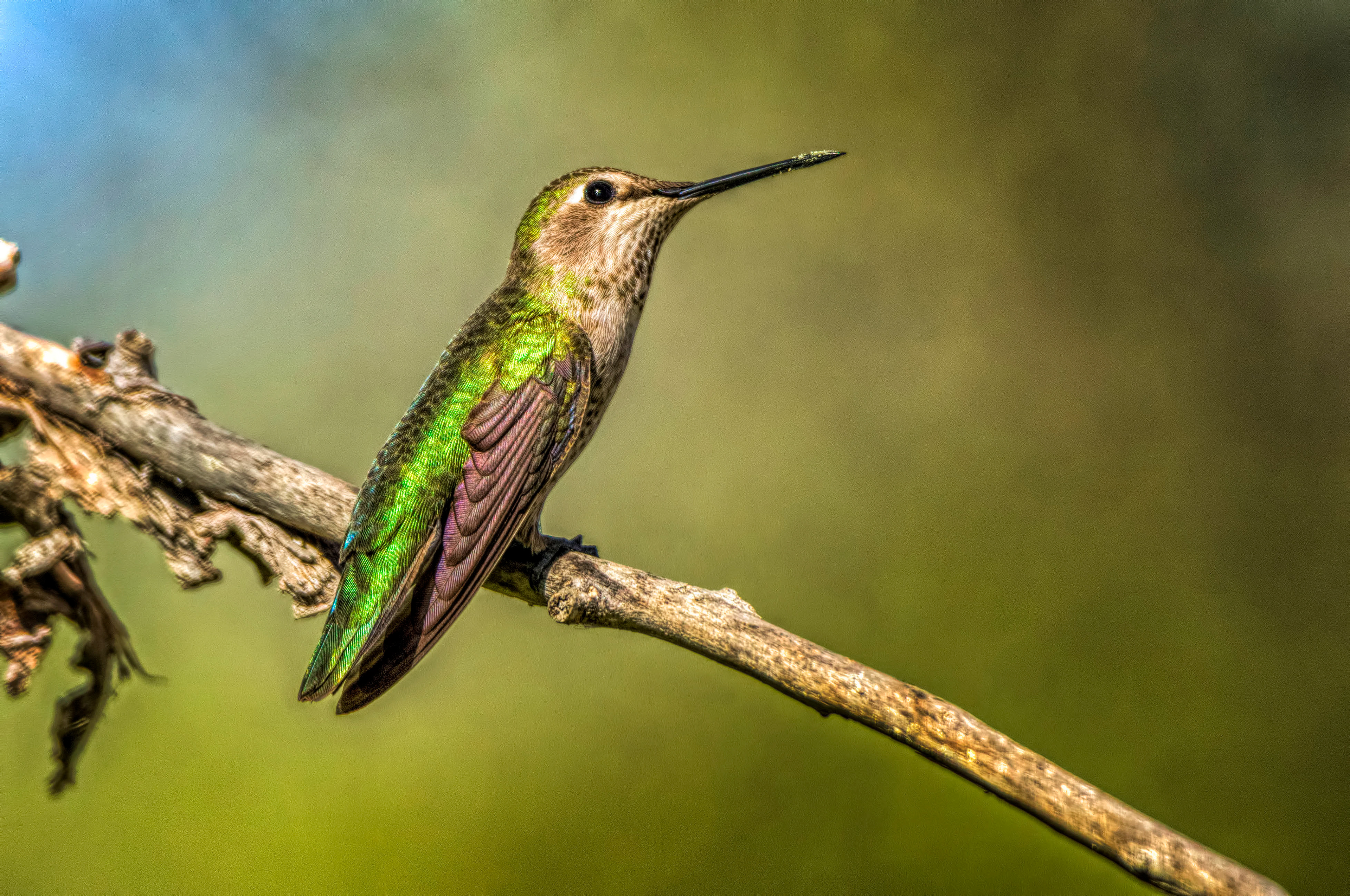 Rufous hummingbird-California