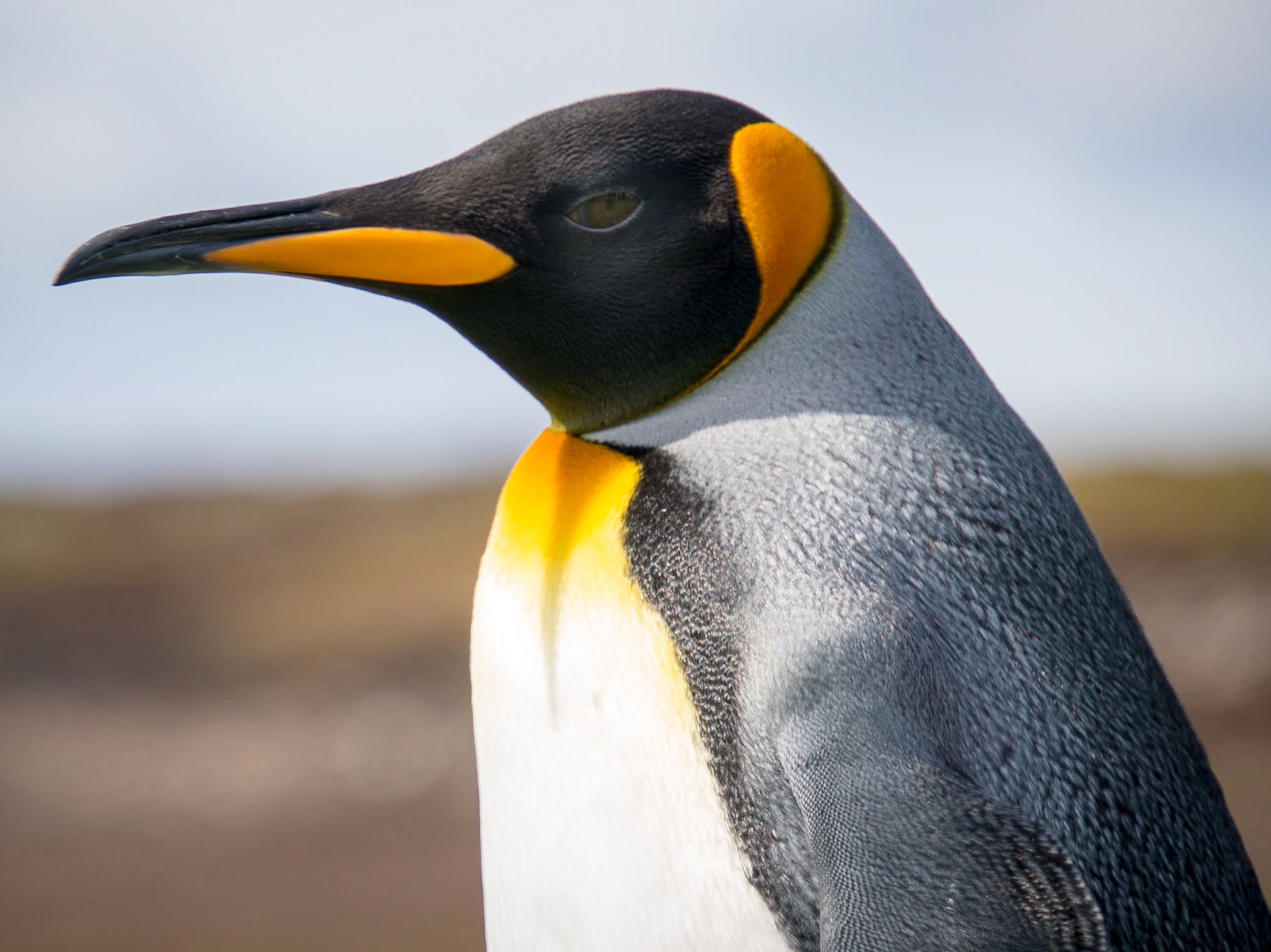 King penguin at Volunteer Point