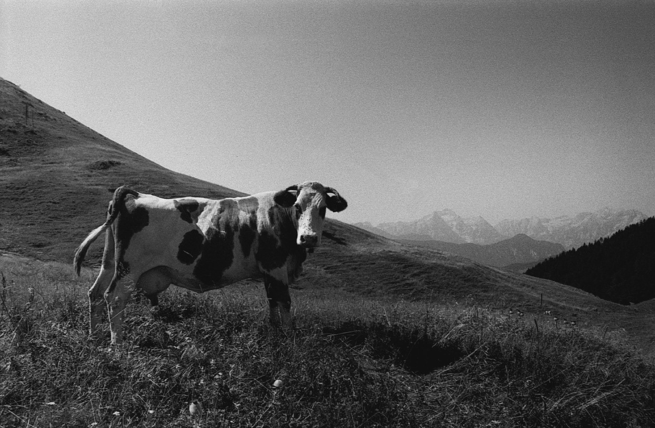 Near Golica hill, Karavanks, Julian Alps in the background, Slovenia, 2015