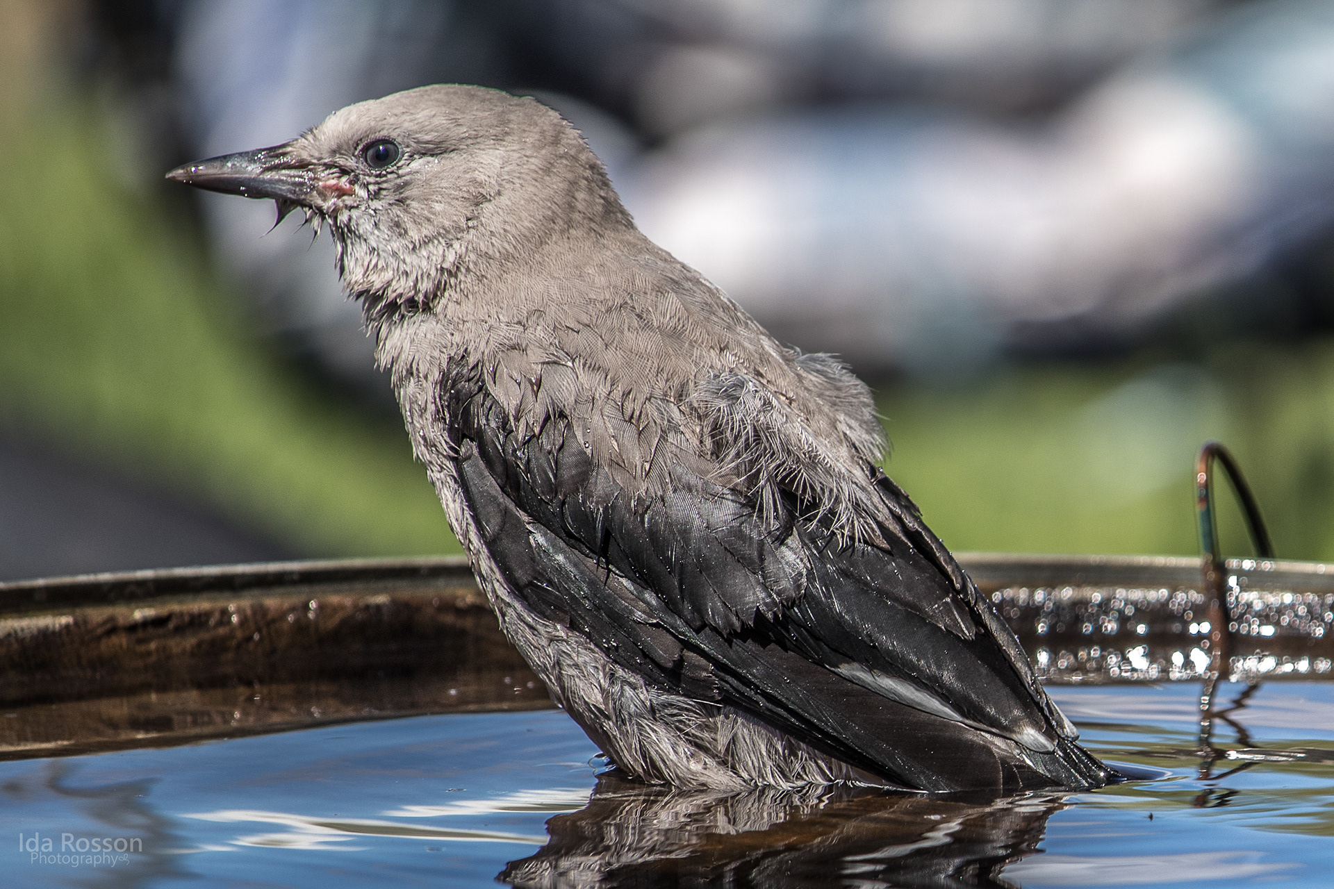 Juvenile Clark's Nutcracker