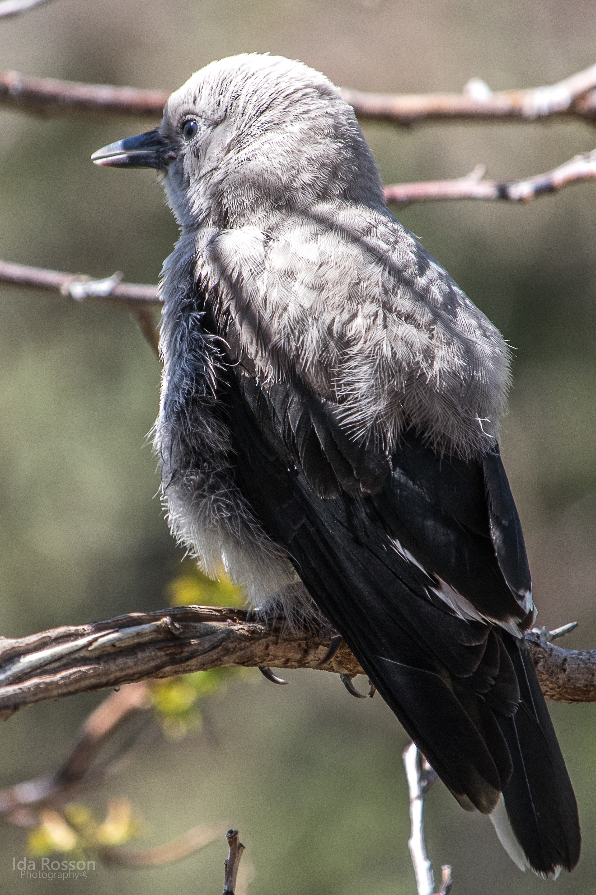 Juvenile Clark's Nutcracker
